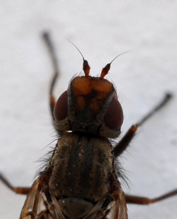 Ulididae: Dorycera sp.